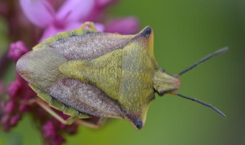 Carpocoris mediterraneus atlanticus